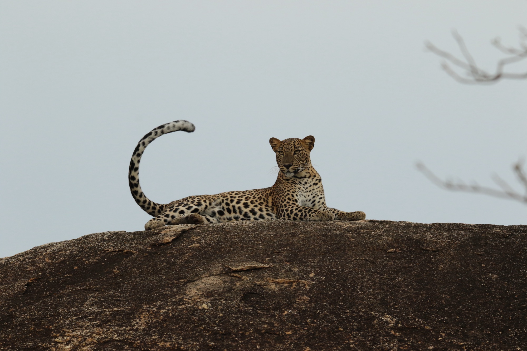 img_0513-1.jpg