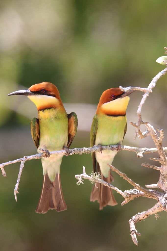 Yala Safari Sri Lanka