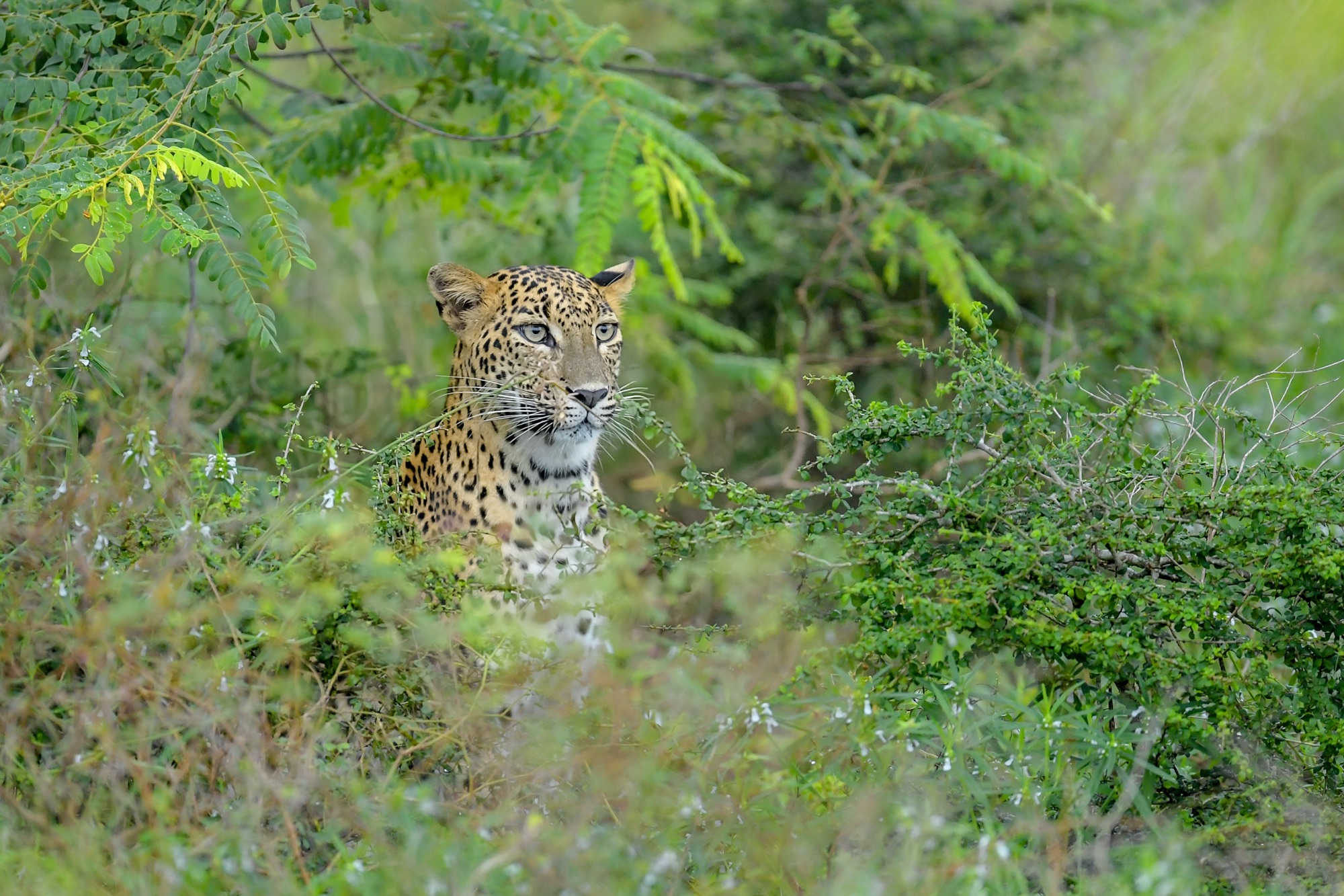 visit yala safari
