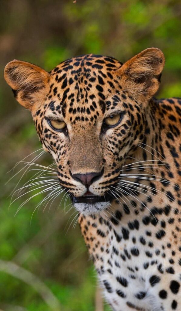 Yala Safari in Sri Lanka