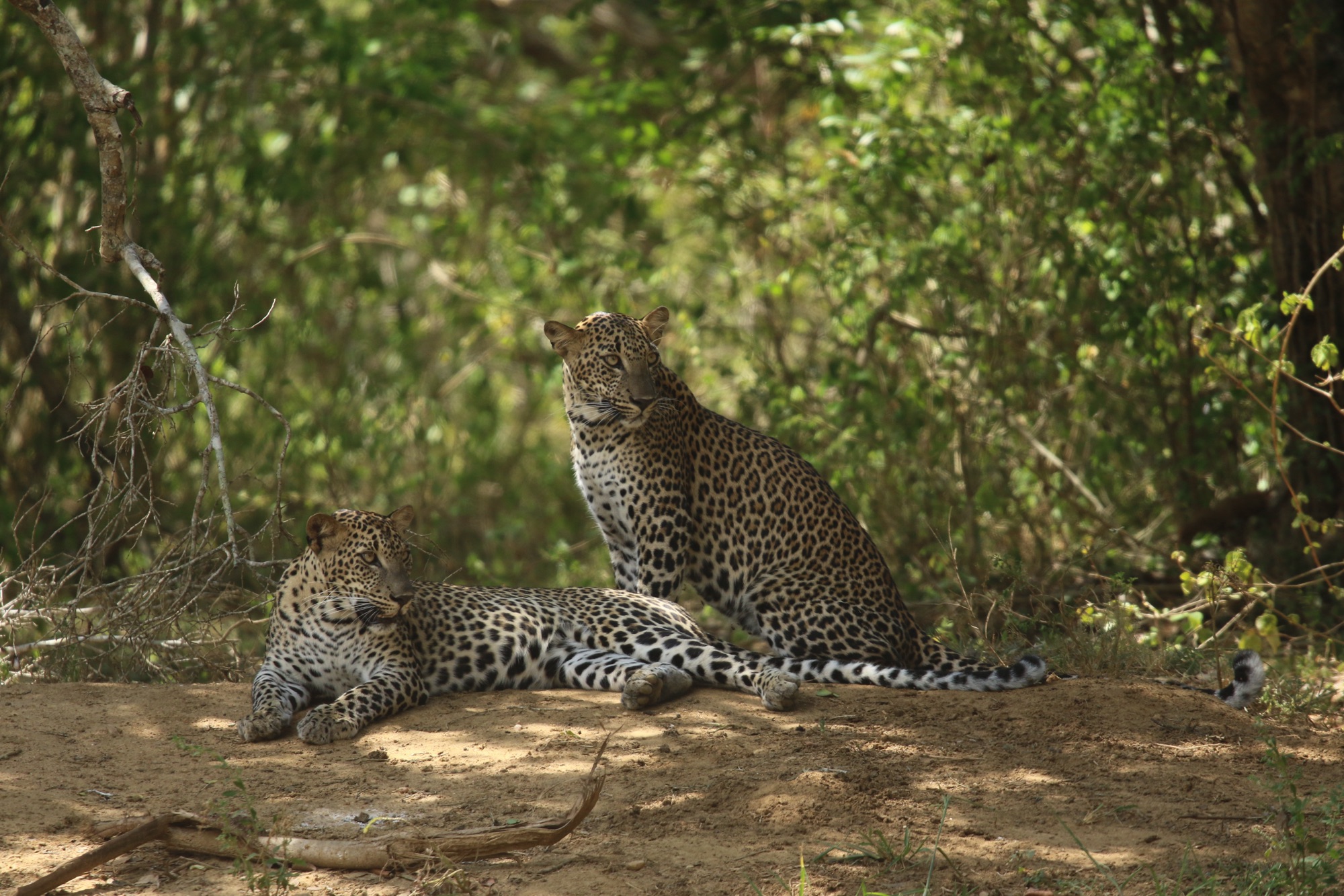 visit yala safari