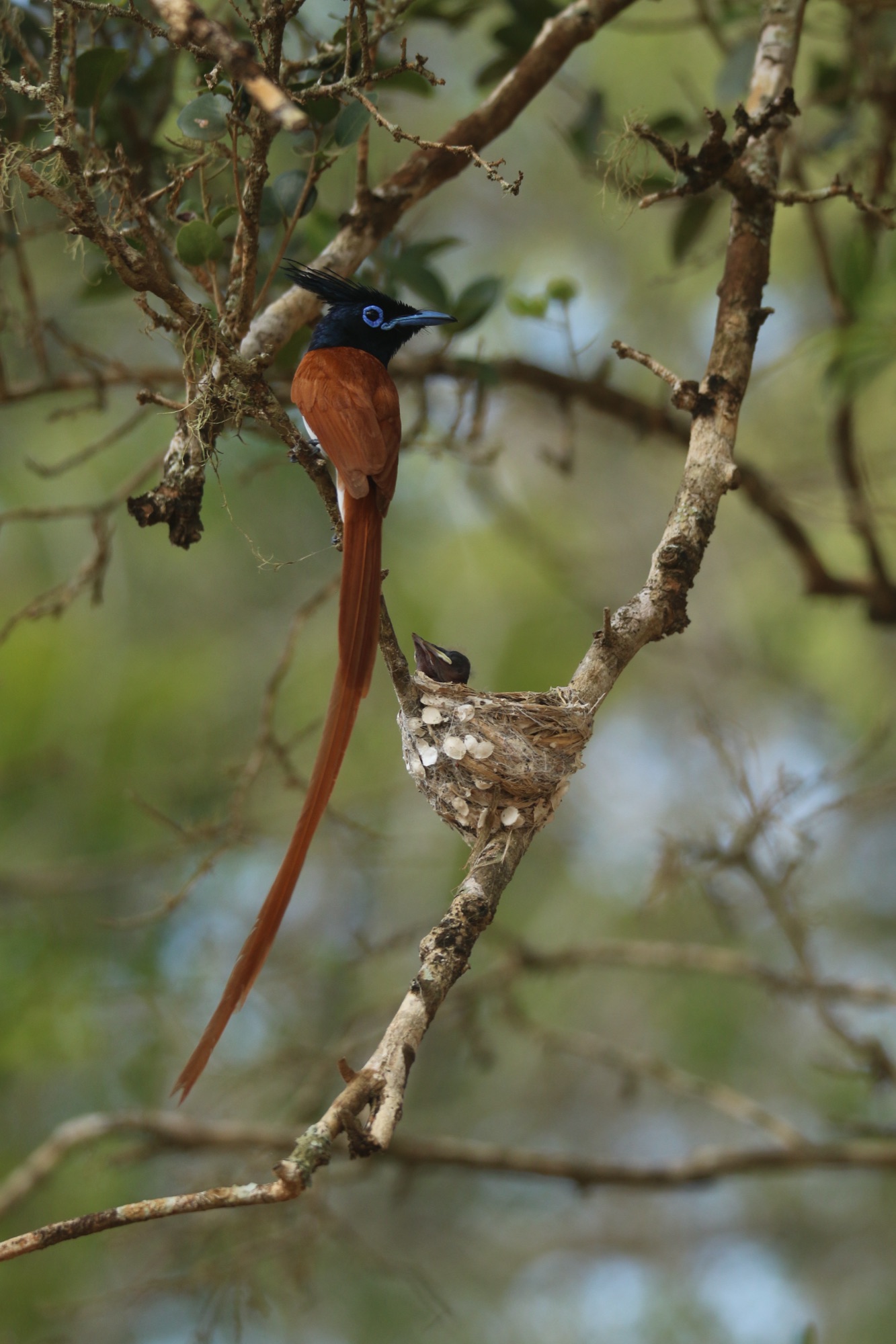 The Magic of Yala Safari: Why It’s a Must-Visit in Sri Lanka
