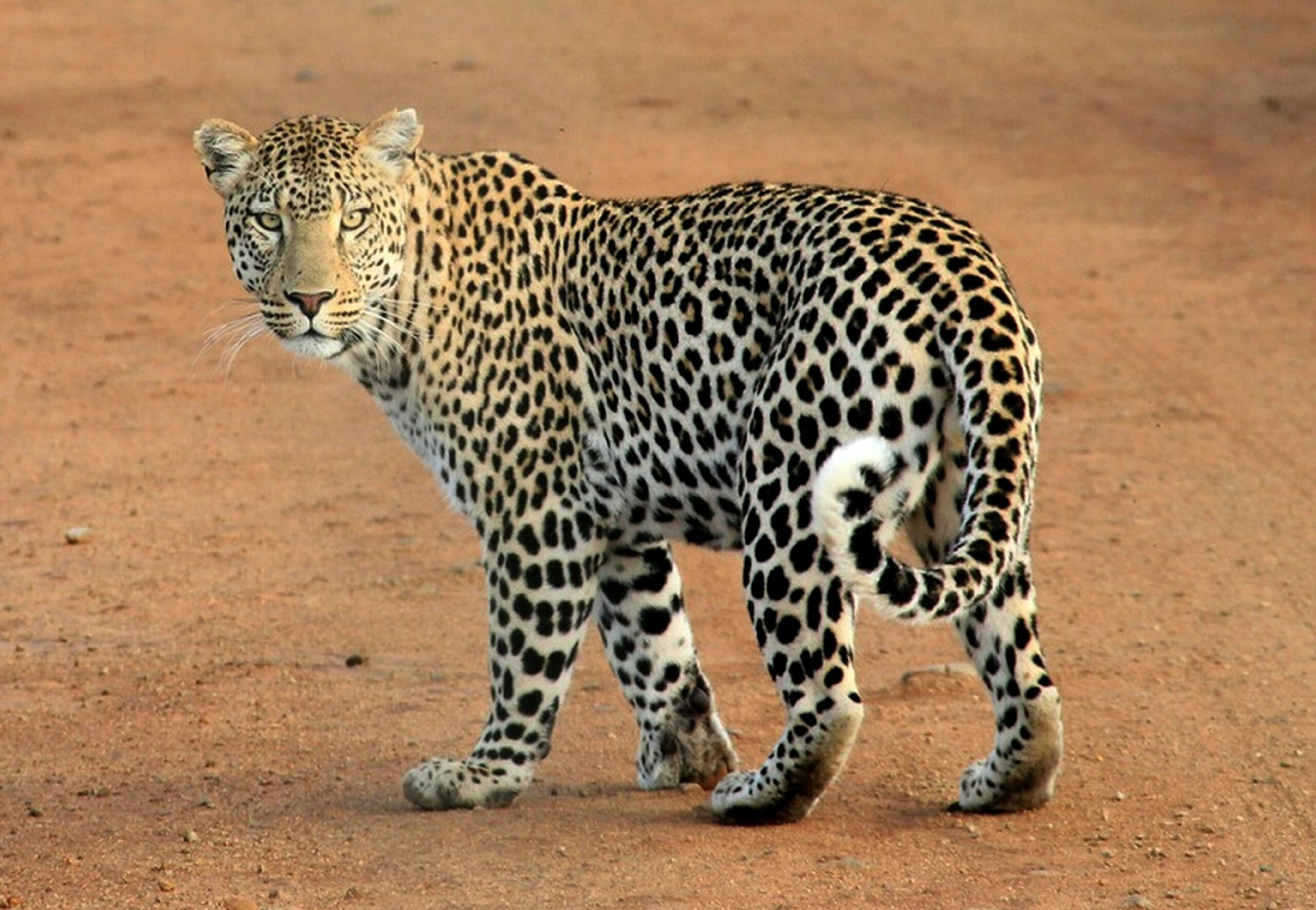 Yala National Park