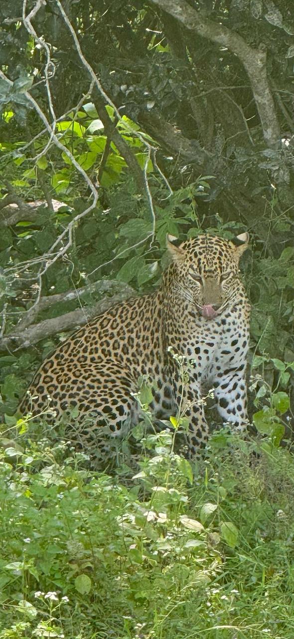 visit yala safari