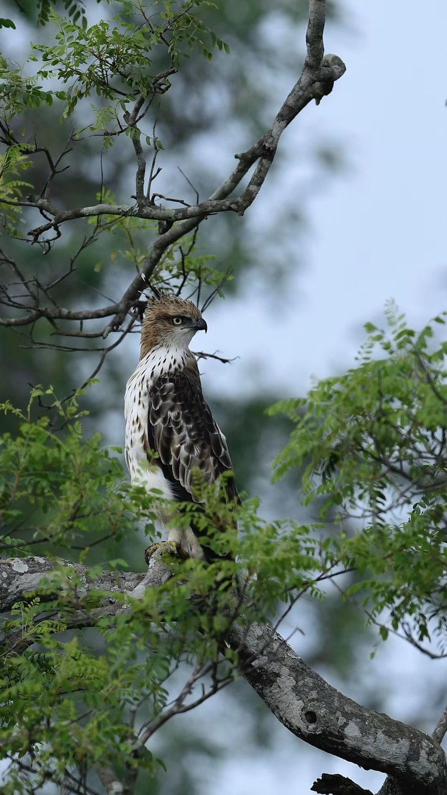 visit yala safari