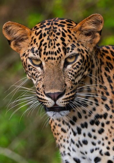 Yala Safari